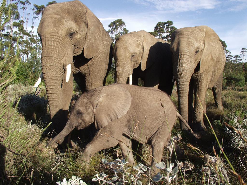 THEBLOEM Guest Suites Knysna Buitenkant foto