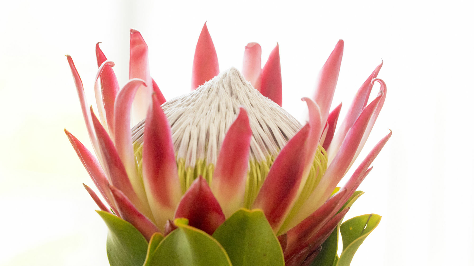 THEBLOEM Guest Suites Knysna Buitenkant foto